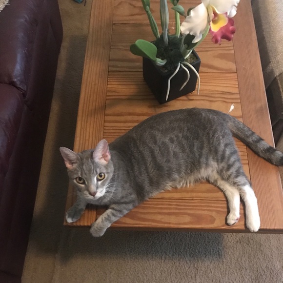 Meet your Posher, Lissa - Picture 5 of 7